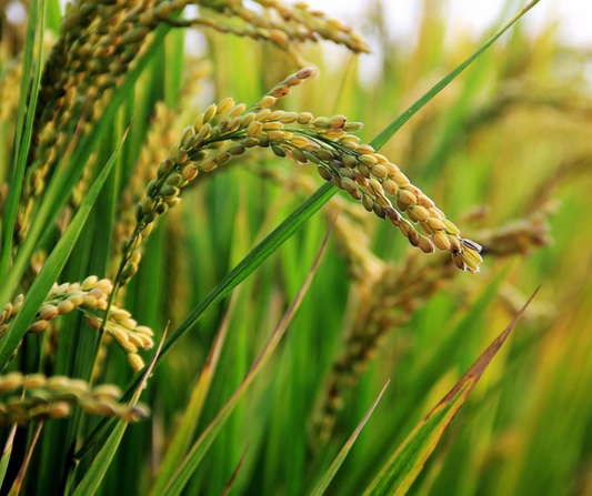 El arroz: más que un simple alimento